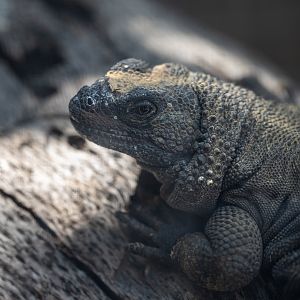 Spotted Chuckwalla