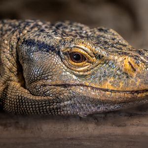 Gray's Monitor