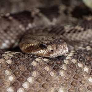 Mexican West Coast Rattlesnake