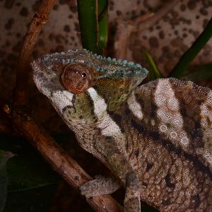 Crested chameleon (Trioceros cristatus)
