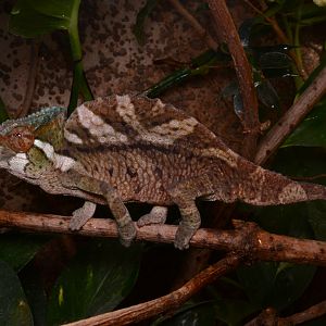 Crested chameleon (Trioceros cristatus)
