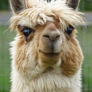 Ronaldo. Is there a lovelier Alpaca? 13th June 2024.