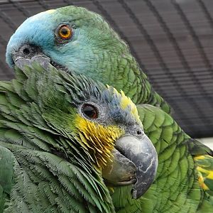 Arleigh (Orange-winged Amazon) and Mary (Blue-fronted Amazon). 13th June 2024