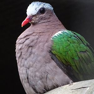 Emerald Dove, 1st July 2024