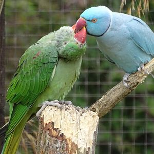 Indian Ring-necked Parakeet with young Alexandrine Parakeet, 1st July 2024