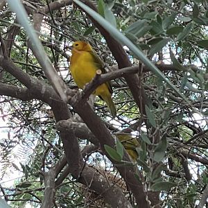 Desert: Taveta Golden Weaver