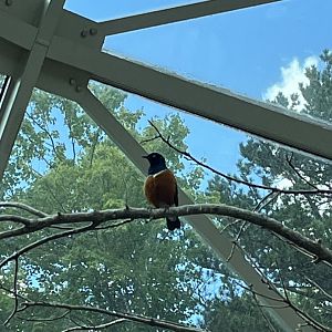 Desert: Superb Starling