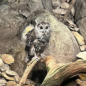 Streamside: Barred Owl