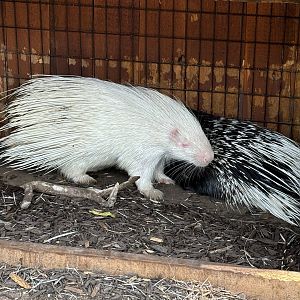 Albino Cape Porcupine