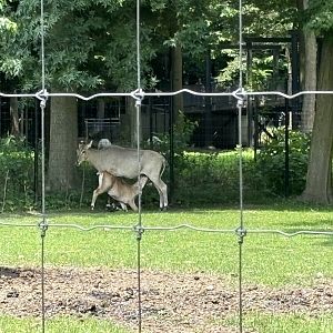 Nilgai Calf Nursing