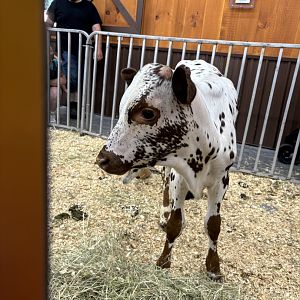 Baby Ankole-Watusi Cattle