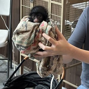 2 Month Old Spider Monkey