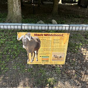 Black Wildebeest Sign