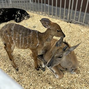 Baby Eland and Sitatunga