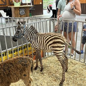 Baby Zebra