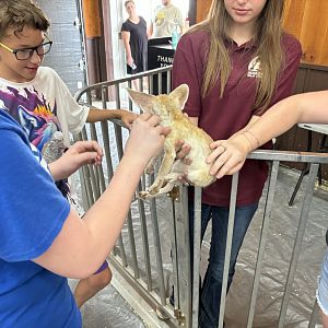 Petting Fennec Fox