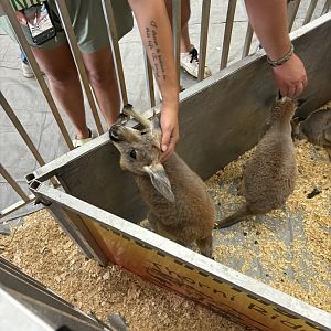 Petting Kangaroo Joey