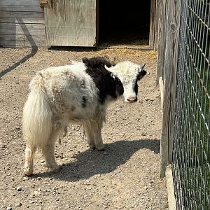 Tibetan Yak Calf