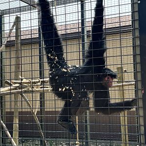 Red Faced Spider Monkey