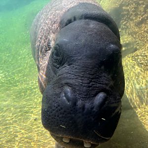 Pygmy Hippo Swimming