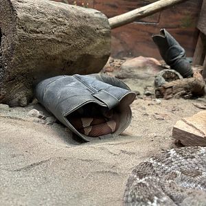 There’s A Snake In My Boot