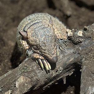 Six Banded Armadillo