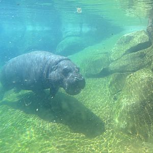 Swimming Pygmy Hippo