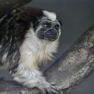 Geoffroy's Tamarin (Saguinus geoffroyi)