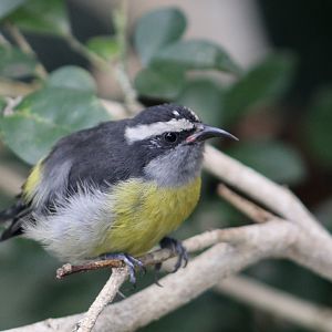 Bananaquit (Coereba flaveola)
