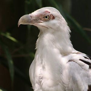 Palm-Nut Vulture (Gypohierax angolensis)