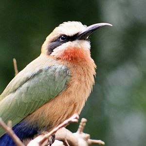 White-Fronted Bee-Eater (Merops bullockoides)