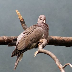 Bare-Eyed Pigeon (Patagioenas corensis)