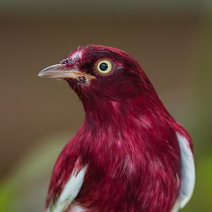 Pompadour Cotinga (Xipholena Punicea)