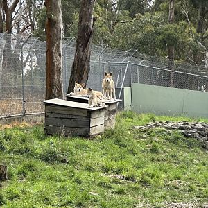 Dingoes at Cleland Wildlife Park