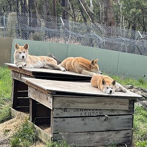 Dingoes at Cleland Wildlife Park