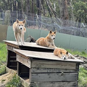 Dingoes at Cleland Wildlife Park