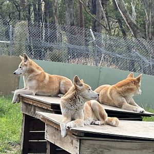 Dingoes at Cleland Wildlife Park