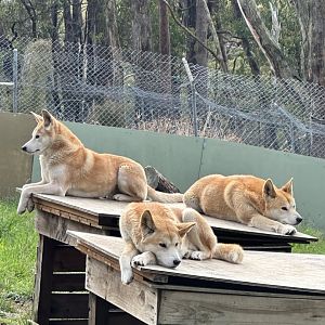 Dingoes at Cleland Wildlife Park