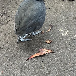 Have you seen Eurasian Coots feet?
