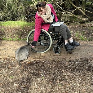 Making friends with a Wallaby