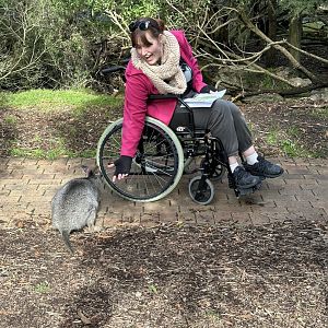 Some Wallabys can be very curious!