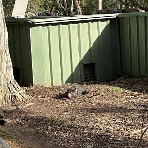 Tasmanian Devil sunbathing