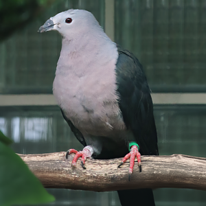 Pacific imperial pigeon (Ducula pacifica)