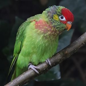 Varied lorikeet (Psitteuteles versicolor)
