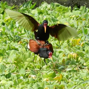 Wild jacanas mating - Zoo Curitiba