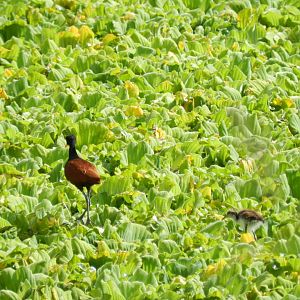 Wild jacana and baby - Zoo Curitiba