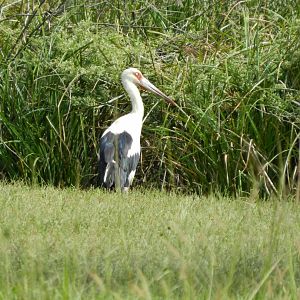 Wild maguari stork - Zoo Curitiba