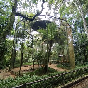 King vulture exhibit - Zoo Curitiba