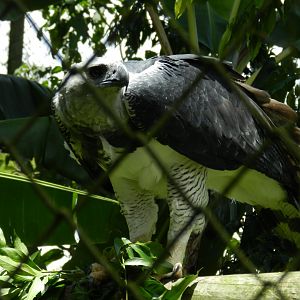 Harpy eagle - Zoo Curitiba