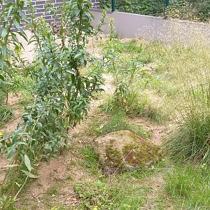 European souslisk enclosure